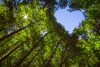 Forest with Heart and Sun